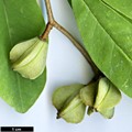 SpeciesSub: var. wilsonii